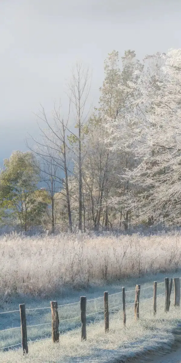 A Frosty Morning Wall Art