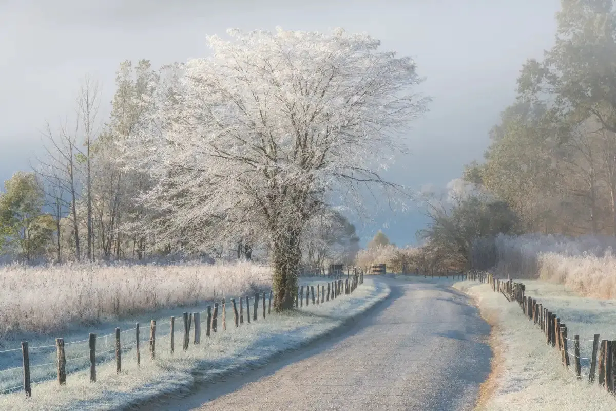 A Frosty Morning Wall Art