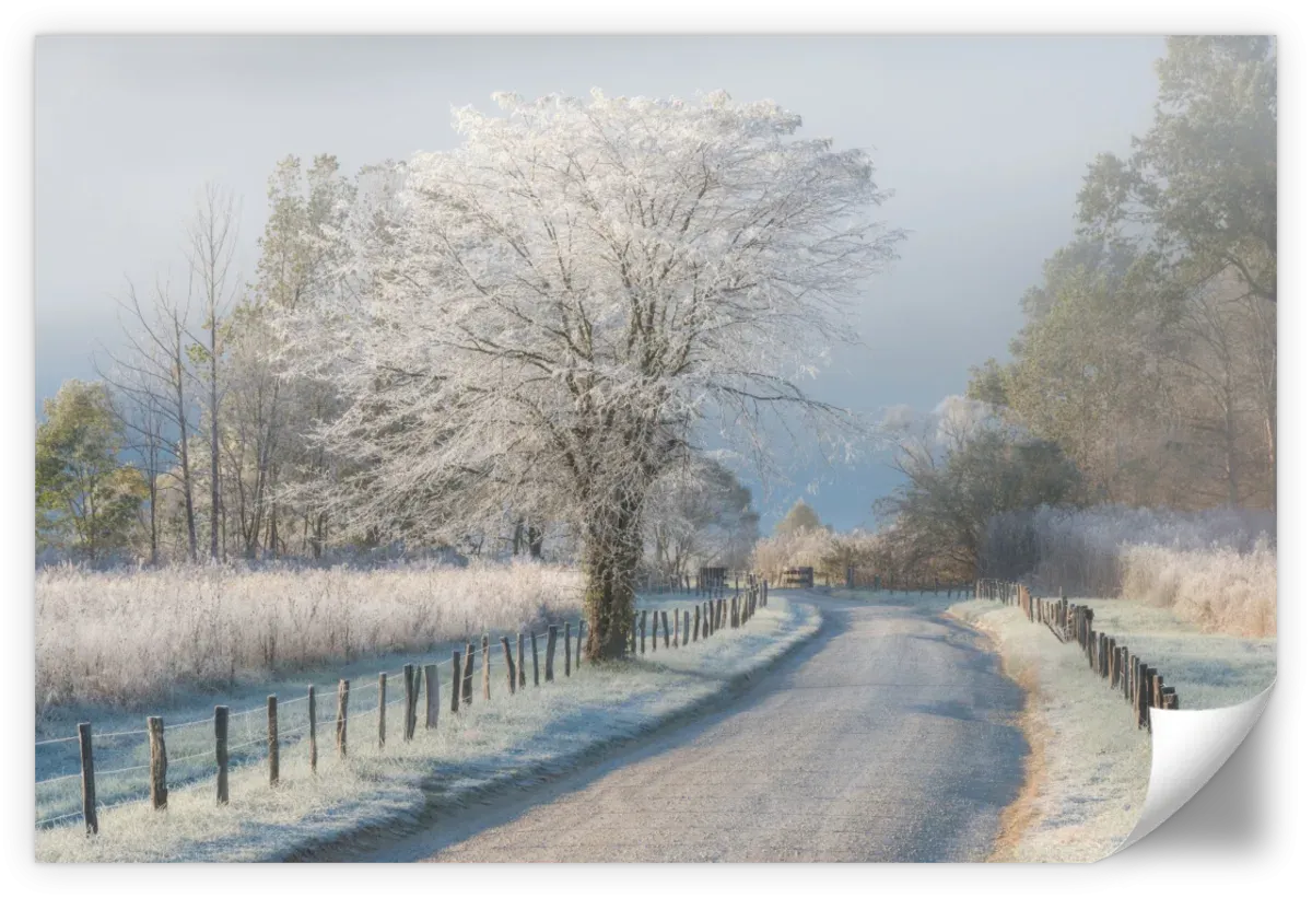 A Frosty Morning Wall Art