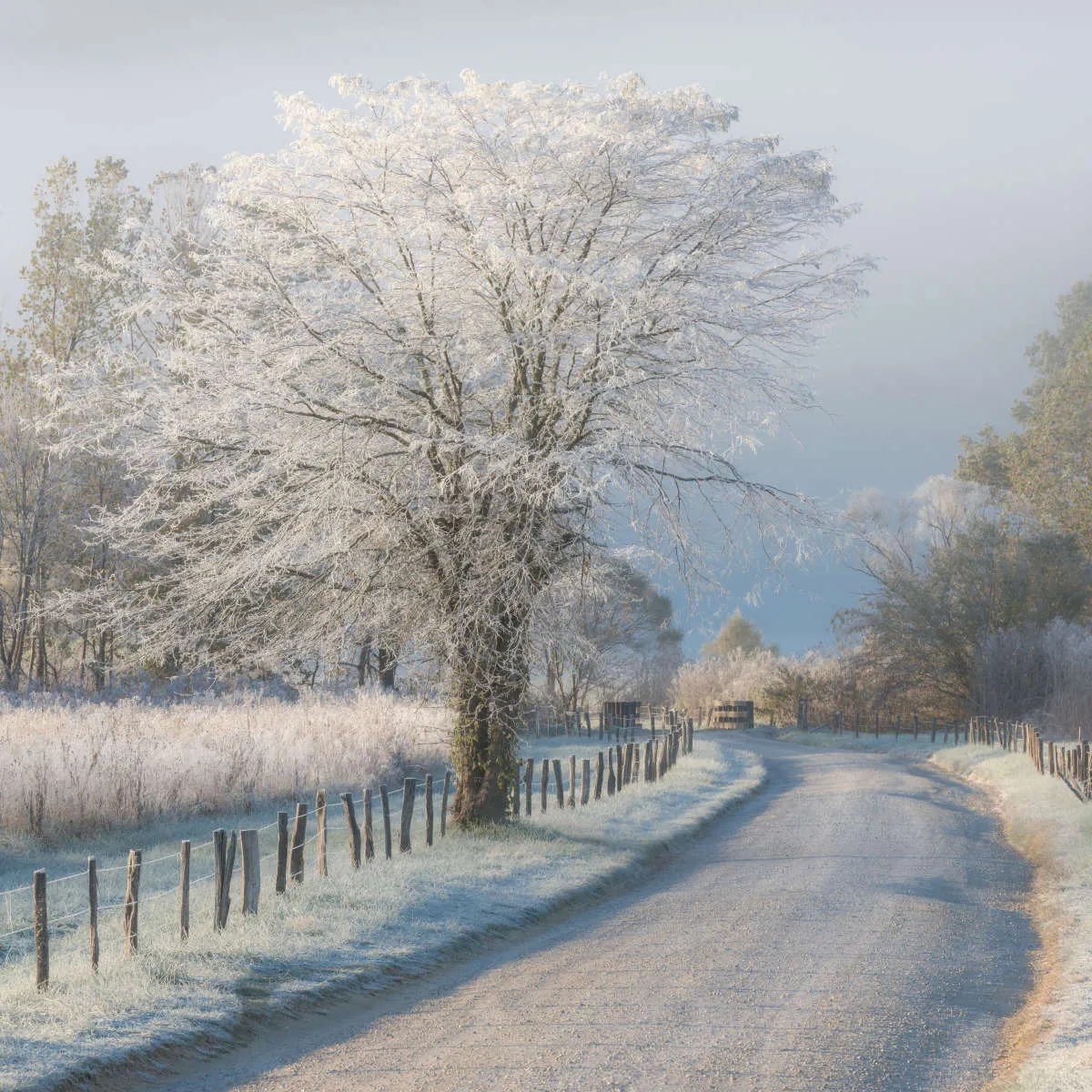 A Frosty Morning Wall Art