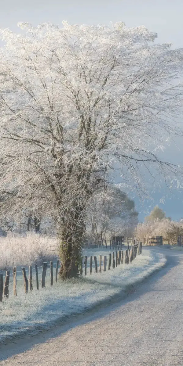 A Frosty Morning Wall Art